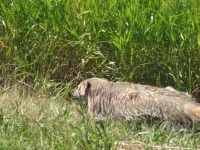 Badger beside the road